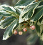  Japanischer Spindelstrauch President Gauthier 100-125cm - Euonymus Japonicus