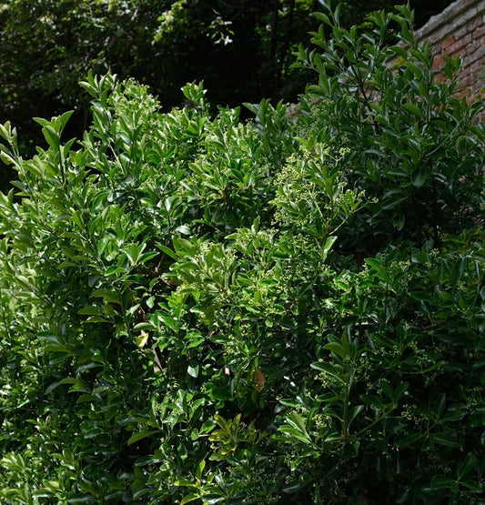  Japanischer Spindelstrauch 125-150cm - Euonymus Japonicus