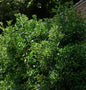  Japanischer Spindelstrauch 125-150cm - Euonymus Japonicus