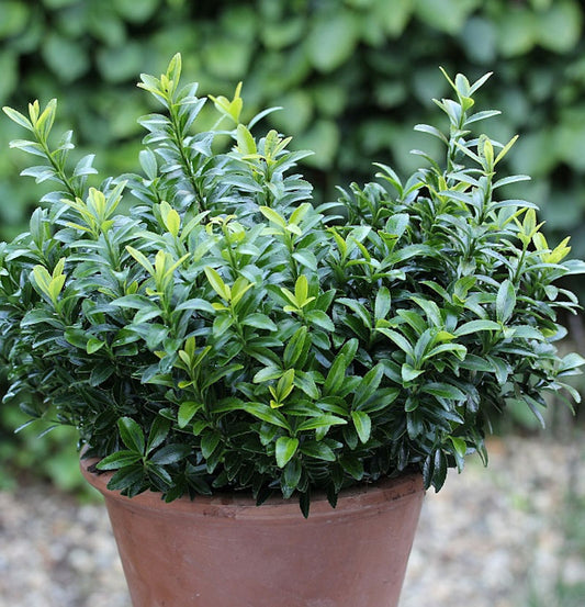  Japanischer Spindelstrauch Green Spire 40-60cm - Euonymus Japonicus