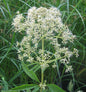  Wasserdost Bartered Bride - Eupatorium Fistulosum