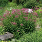  Wasserdost Glutball - Eupatorium Fistulosum