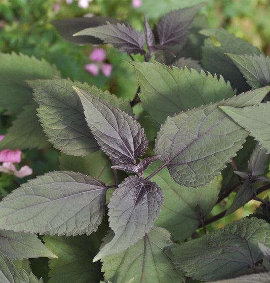  Wasserdost Chocolate - Eupatorium Rugosum