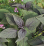  Wasserdost Chocolate - Eupatorium Rugosum