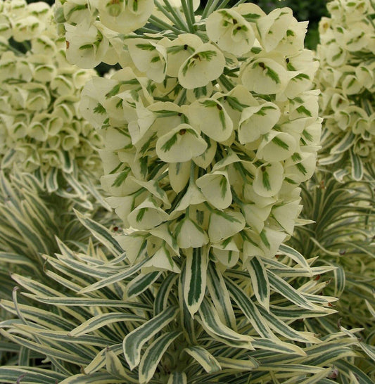  Palisaden Wolfsmilch Tasmanian Tiger - Euphorbia Characias