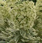  Palisaden Wolfsmilch Tasmanian Tiger - Euphorbia Characias