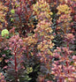  Mandelblättrige Wolfsmilch Blackbird - Euphorbia Amygdaloides