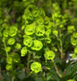  Mandelblättrige Wolfsmilch Robbiae - Euphorbia Amygdaloides