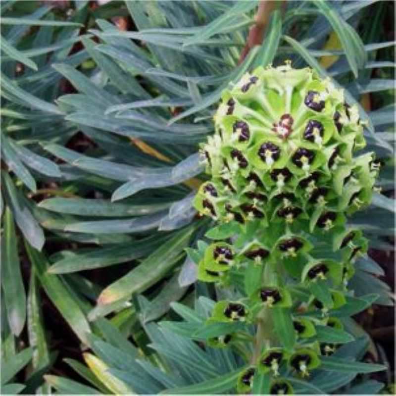  Palisaden Wolfsmilch Black Pearl - Euphorbia Characias