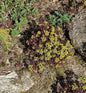  Zypressen Wolfsmilch Fens Ruby - Euphorbia Characias