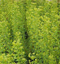  Zypressen Wolfsmilch Forescate - Euphorbia Characias