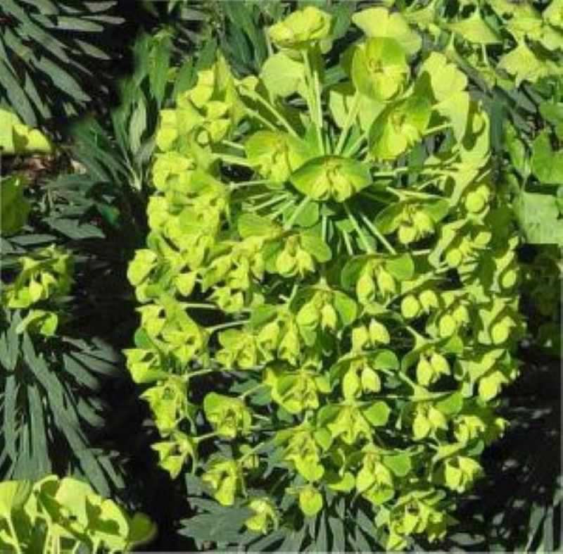  Palisaden Wolfsmilch Humpty Dumpty - Euphorbia Characias