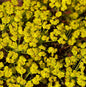  Palisaden Wolfsmilch Red Wing - Euphorbia Characias