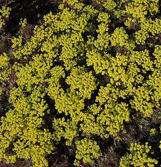  Zypressen Wolfsmilch Clarice Howard - Euphorbia Cyparissias