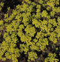  Zypressen Wolfsmilch Clarice Howard - Euphorbia Cyparissias