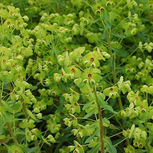  Busch Wolfsmilch - Euphorbia Martinii
