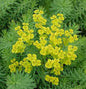  Steppen Wolfsmilch - Euphorbia Seguieriana