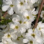  Kleine Prunkspiere The Bride 100-125cm - Exochorda Macrantha