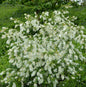  Prunkspiere Blushing Pearl® 30-40cm - Exochorda Racemosa