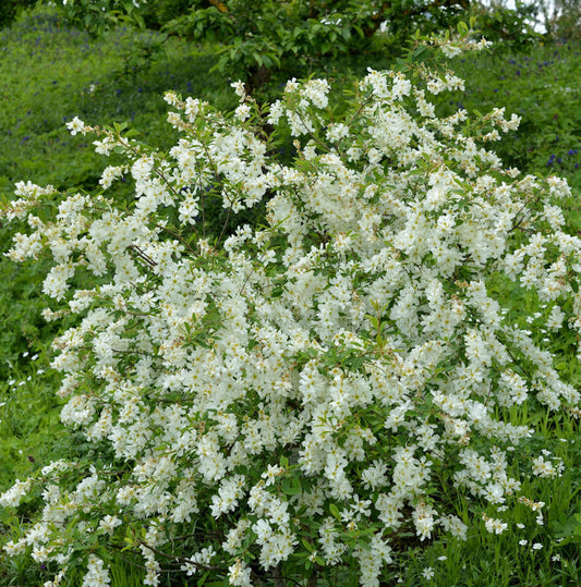  Prunkspiere Blushing Pearl® 60-80cm - Exochorda Racemosa