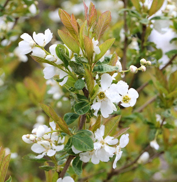  Prachtspiere Snow White 80-100cm - Exochorda Serratifolia