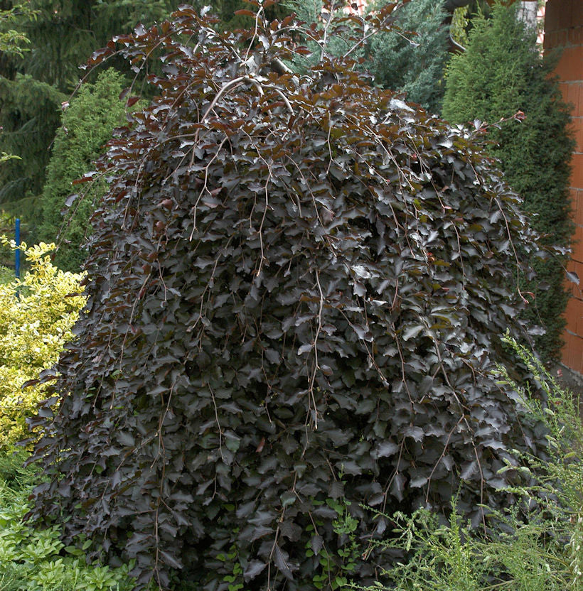  Schwarzrote Hängebuche 125-150cm - Fagus Sylvatica
