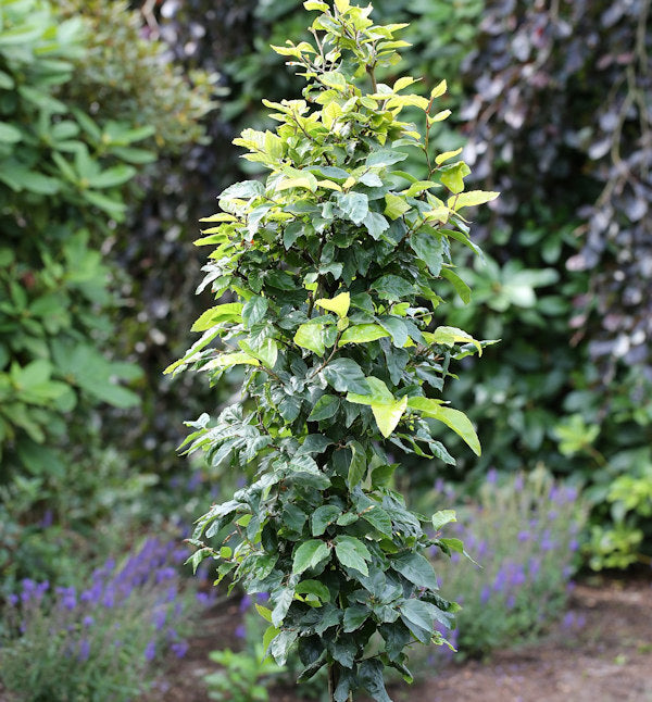  Schwachwüchsige Säulenbuche Callista 60-80cm - Fagus Sylvatica