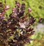  Säulen Blutbuche Dawyck Purple 80-100cm - Fagus Sylvatica