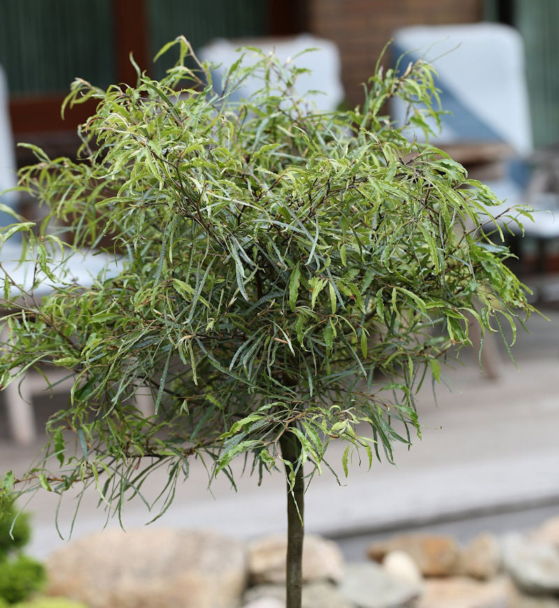 Hochstamm Zwerg Farnbuche Mercedes 60-80cm - Fagus Sylvatica