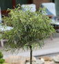 Hochstamm Zwerg Farnbuche Mercedes 100-125cm - Fagus Sylvatica