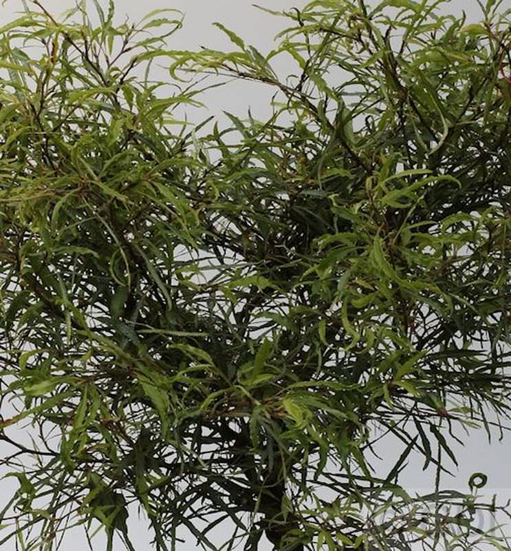  Zwerg Farnbuche Mercedes 25-30cm - Fagus Sylvatica
