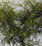  Zwerg Farnbuche Mercedes 40-60cm - Fagus Sylvatica