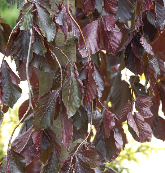  Trauer Blutbuche Purple Fountain 80-100cm - Fagus Sylvatica