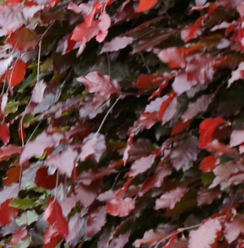 Schwarzroten Zwerg Blutbuche 50-60cm - Fagus Sylvatica