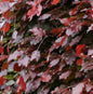  Schwarzroten Zwerg Blutbuche 50-60cm - Fagus Sylvatica