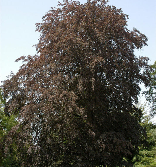  Blutbuche 80-100cm - Fagus Sylvatica