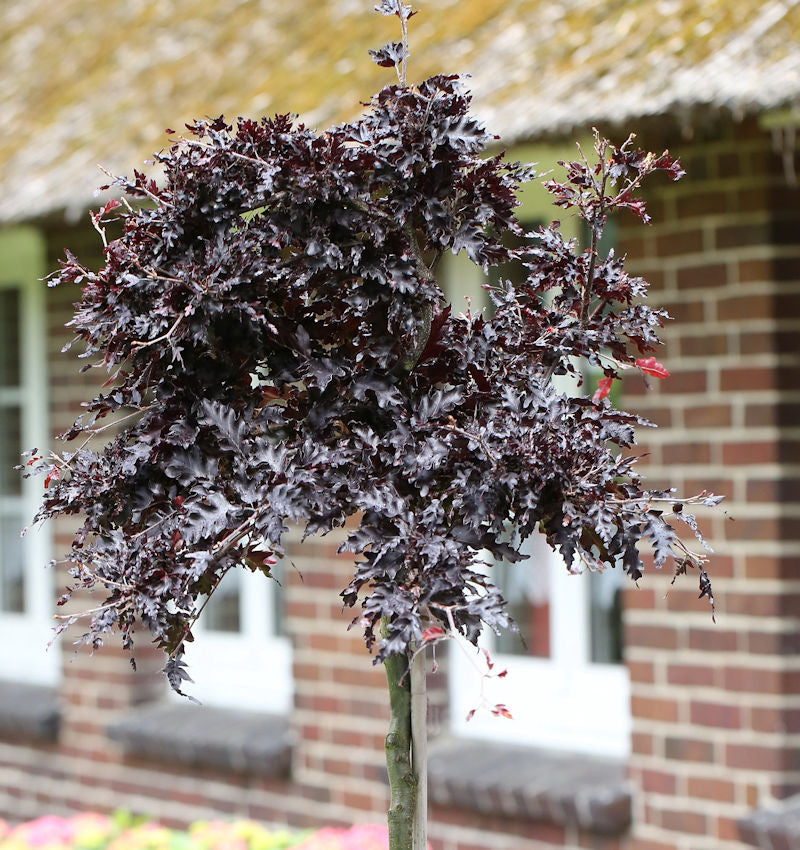  Hochstamm Blutbuche Rohan Weeping 80-100cm - Fagus Sylvatica