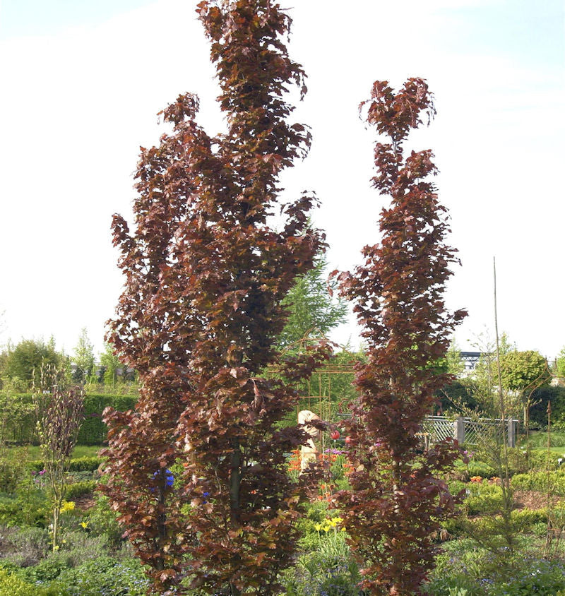  Rote Säulenbuche Rohan Obelisk 50-60cm - Fagus Sylvatica