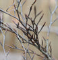  Hochstamm Geschlitztblättrige Rotbuche 60-80cm - Fagus Sylvatica