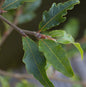  Kleine Farnblättrige Buche Sandrode 30-40cm - Fagus Sylvatica