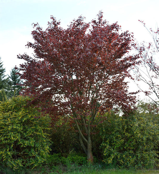  Blutbuche Swat Magret 100-125cm - Fagus Sylvatica
