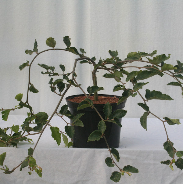  Süntelbuche Gespensterbuche 30-40cm - Fagus Sylvatica