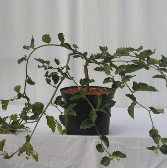  Süntelbuche Gespensterbuche 80-100cm - Fagus Sylvatica