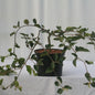  Süntelbuche Gespensterbuche 80-100cm - Fagus Sylvatica