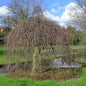  Rote Süntelbuche Gespensterbuche 40-50cm - Fagus Sylvatica
