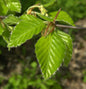  Rotbuche 125-150cm - Fagus Sylvatica