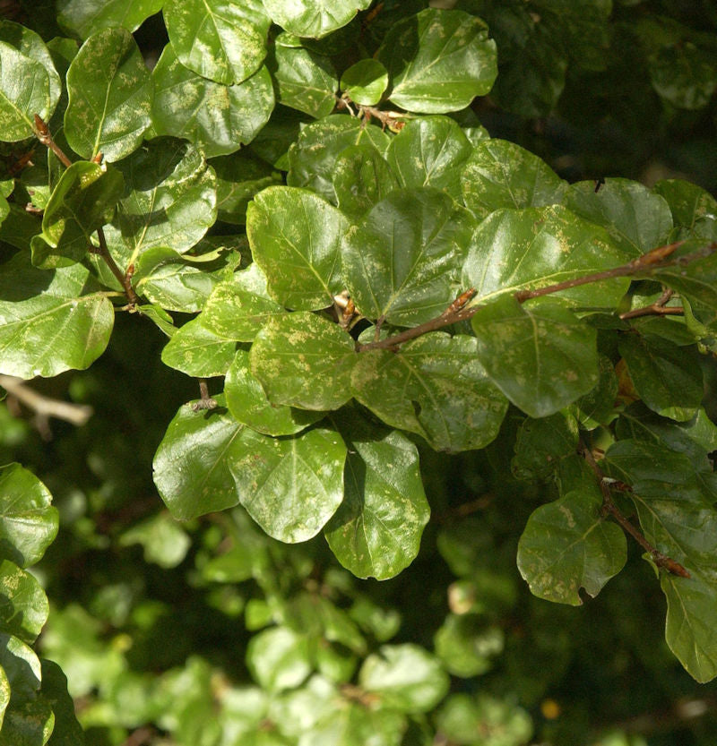 Säulen Rotbuche Cockleshell 40-60cm - Fagus Sylvatica