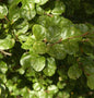  Säulen Rotbuche Cockleshell 40-60cm - Fagus Sylvatica