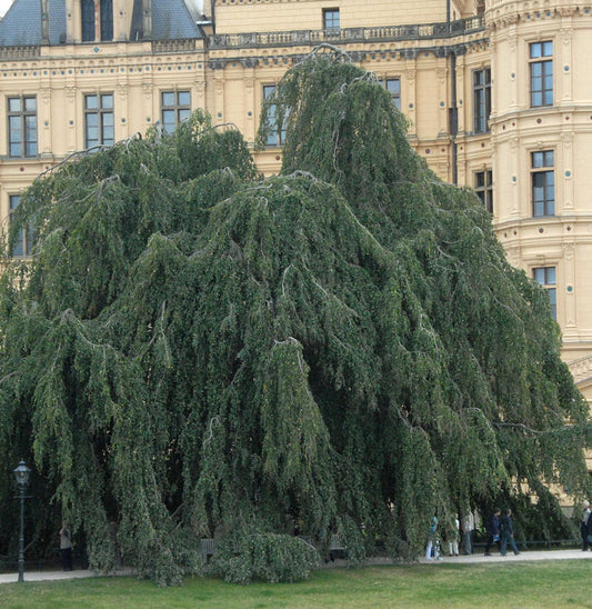  Trauer Hängebuche 60-80cm - Fagus Sylvatica Pendula