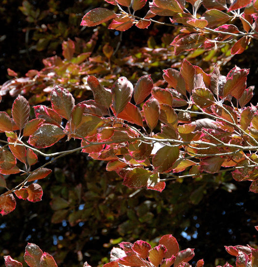  Rosa-dunkelrote Buche Roseomarginata 40-60cm - Fagus Sylvatica